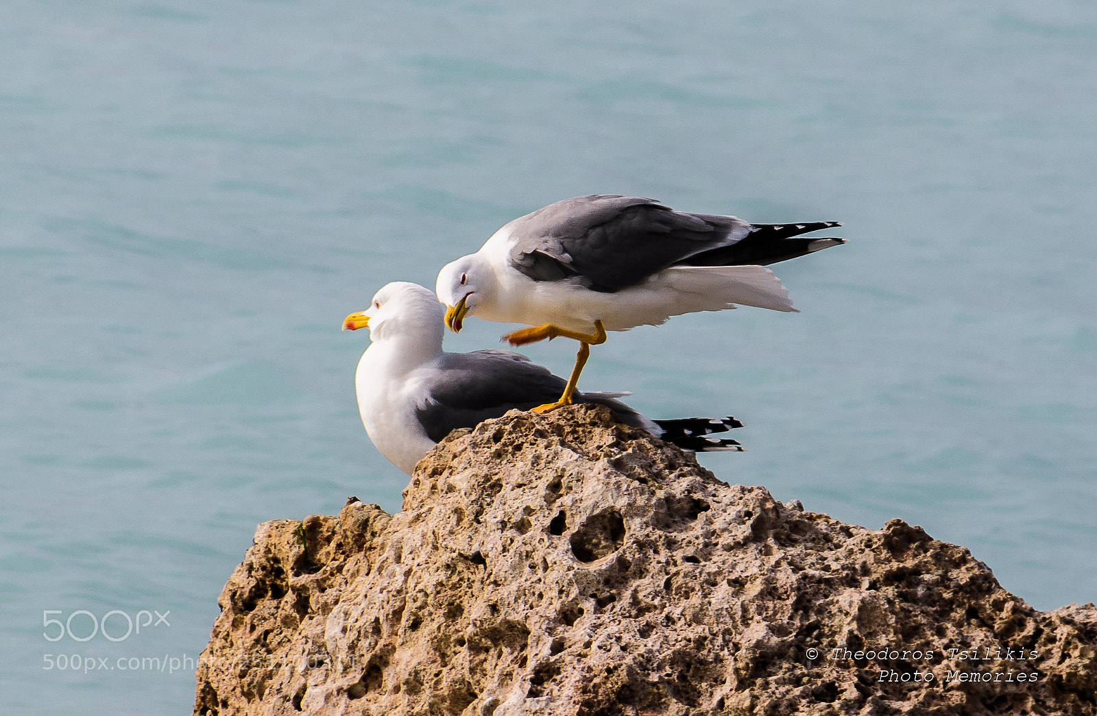 Nikon D7200 sample photo. Seagulls photography