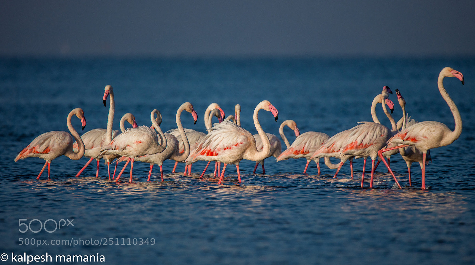 Canon EOS 5DS R sample photo. Flamingos photography