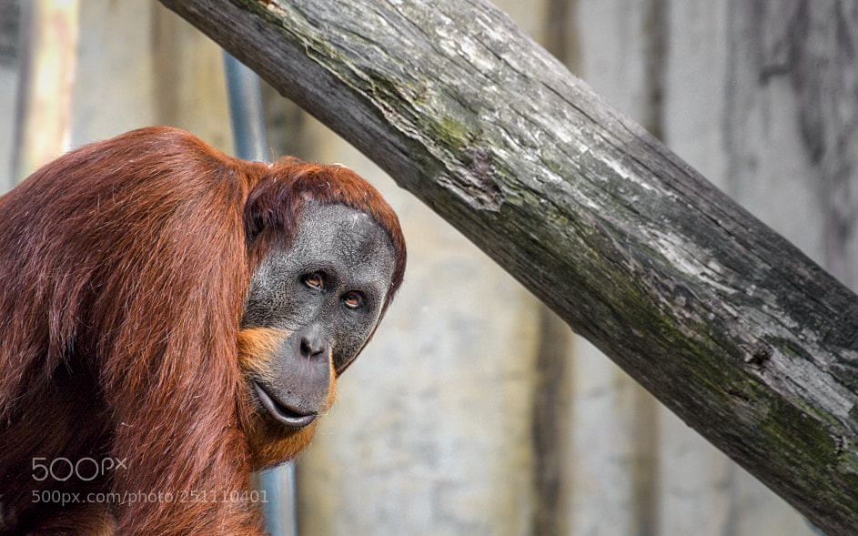 Nikon D7000 sample photo. 180311-004 orangutan melbourne zoo photography