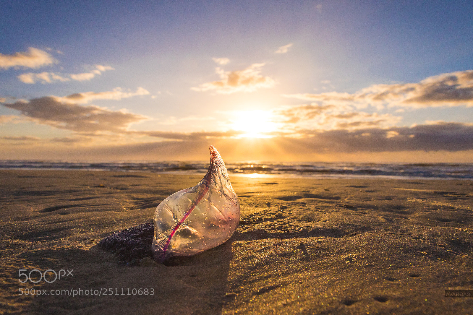 Canon EOS 7D Mark II sample photo. Portuguese man o' war photography