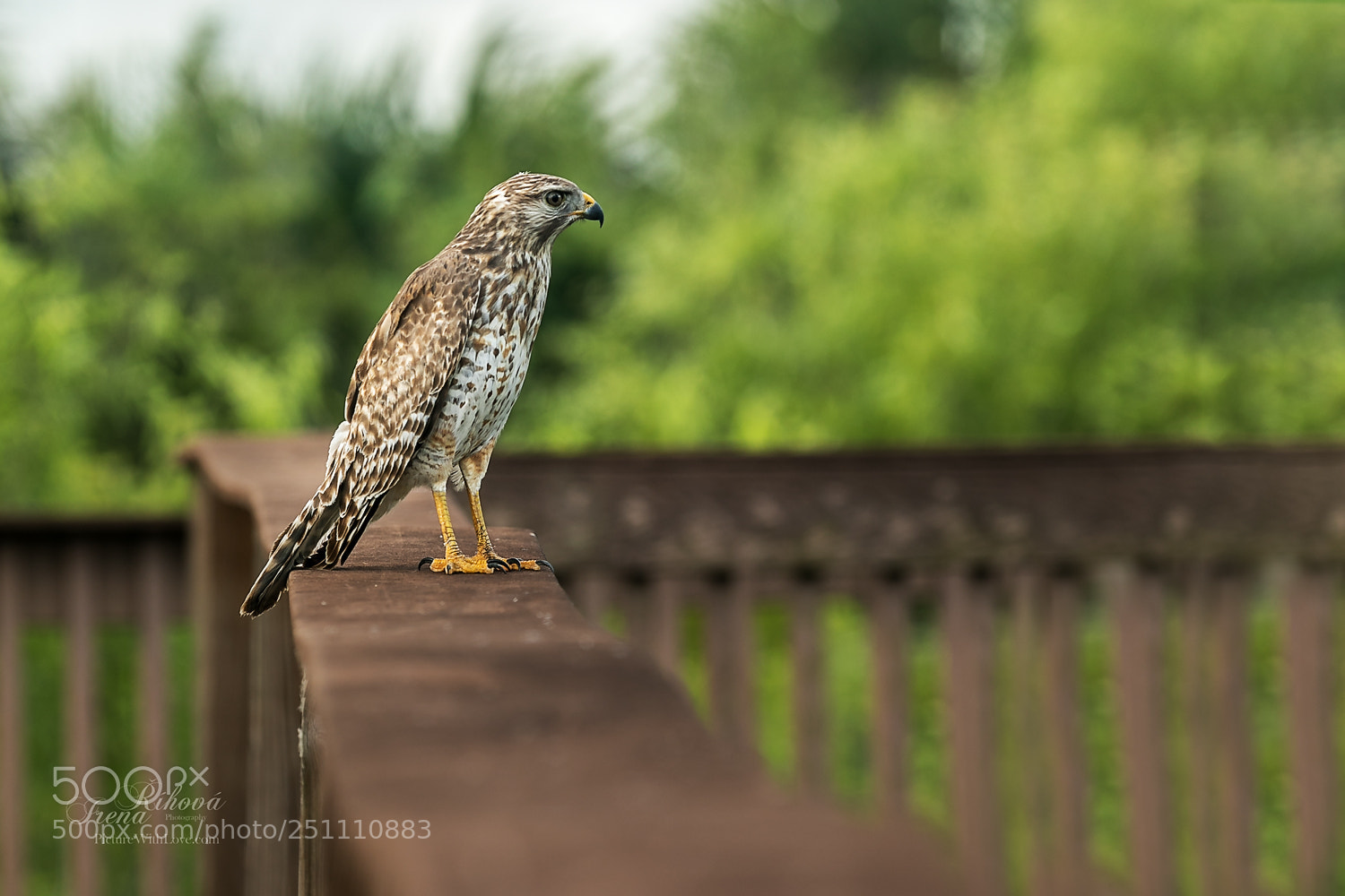 Canon EOS 5D Mark IV sample photo. Red shouldered hawk photography