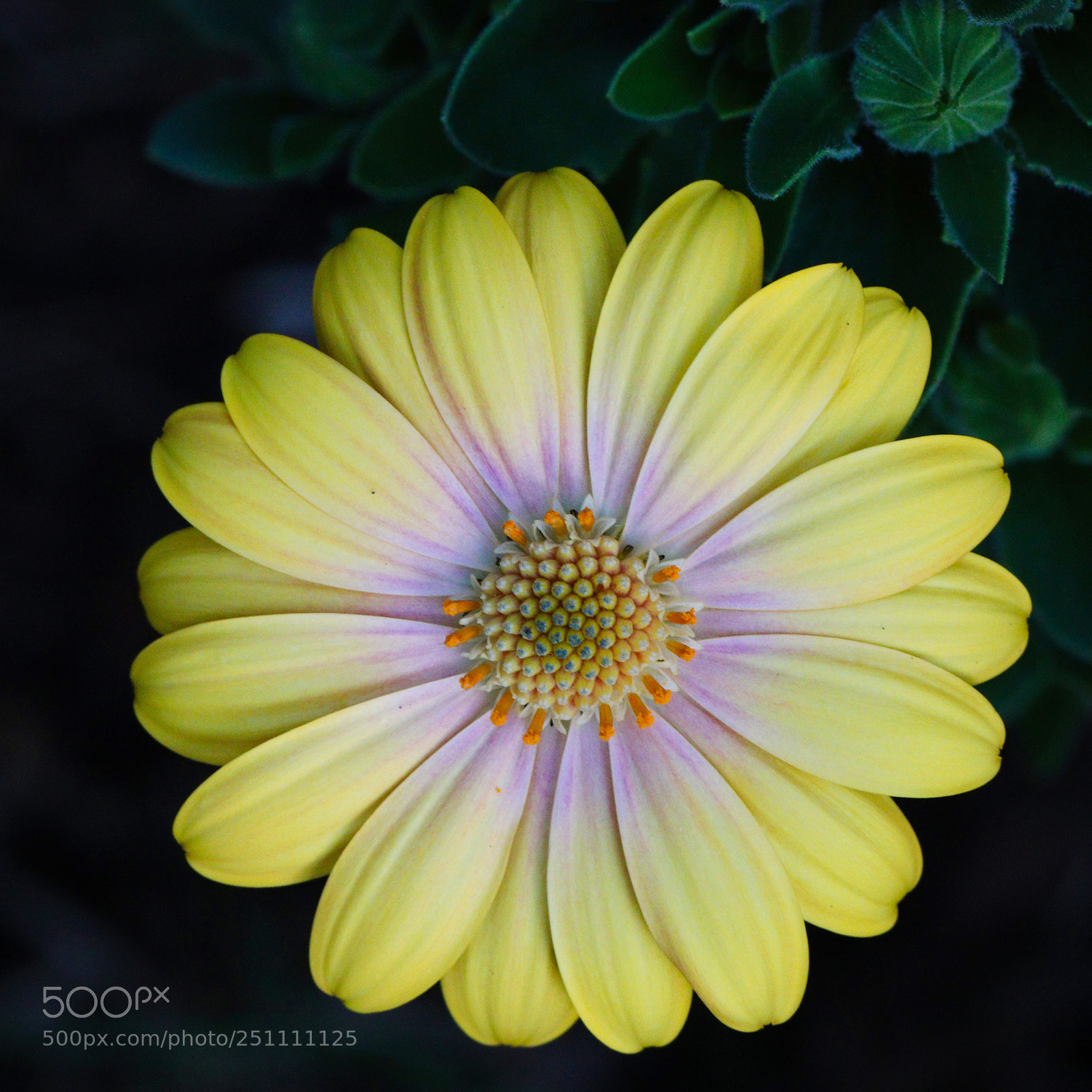 Canon EOS 77D (EOS 9000D / EOS 770D) sample photo. Mellow yellow photography
