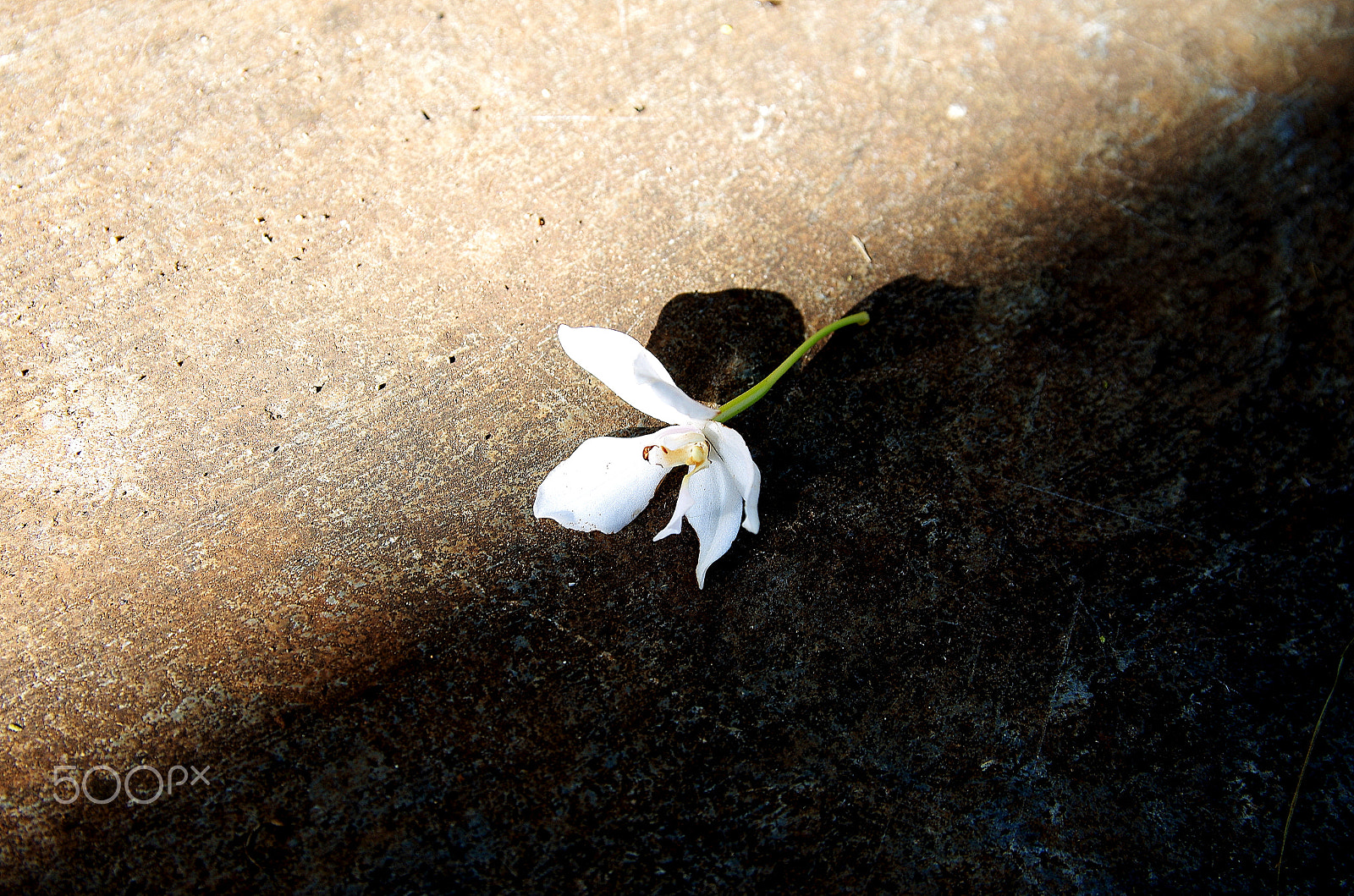 Sigma 17-50mm F2.8 EX DC HSM sample photo. A petal falls on the street photography