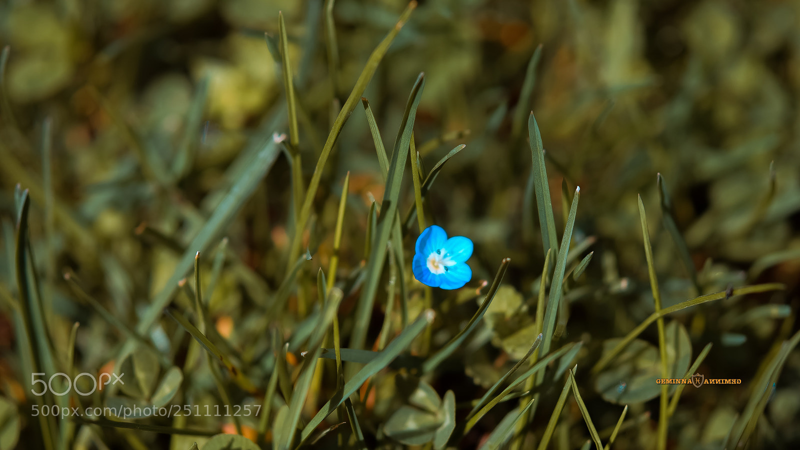Nikon D5300 sample photo. Blue are the dreams photography