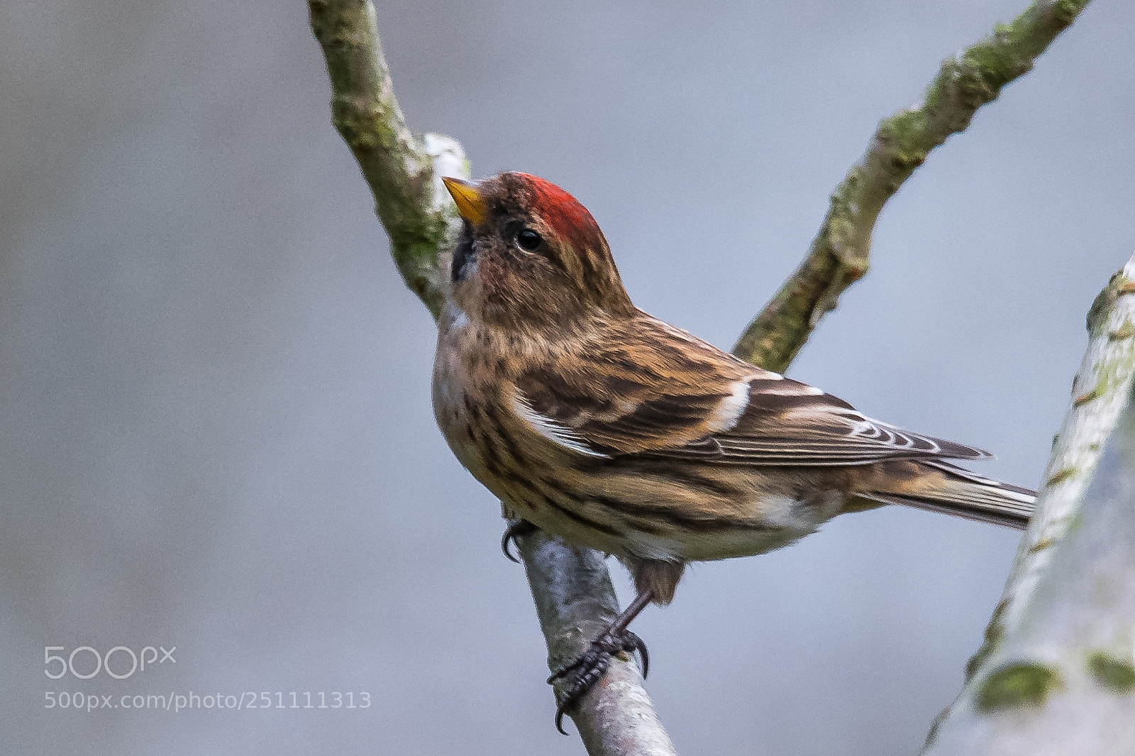 Nikon D850 sample photo. Red head! photography