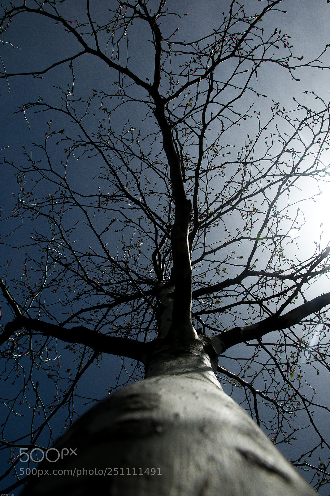 Canon EOS 7D Mark II sample photo. Shades of a tree photography