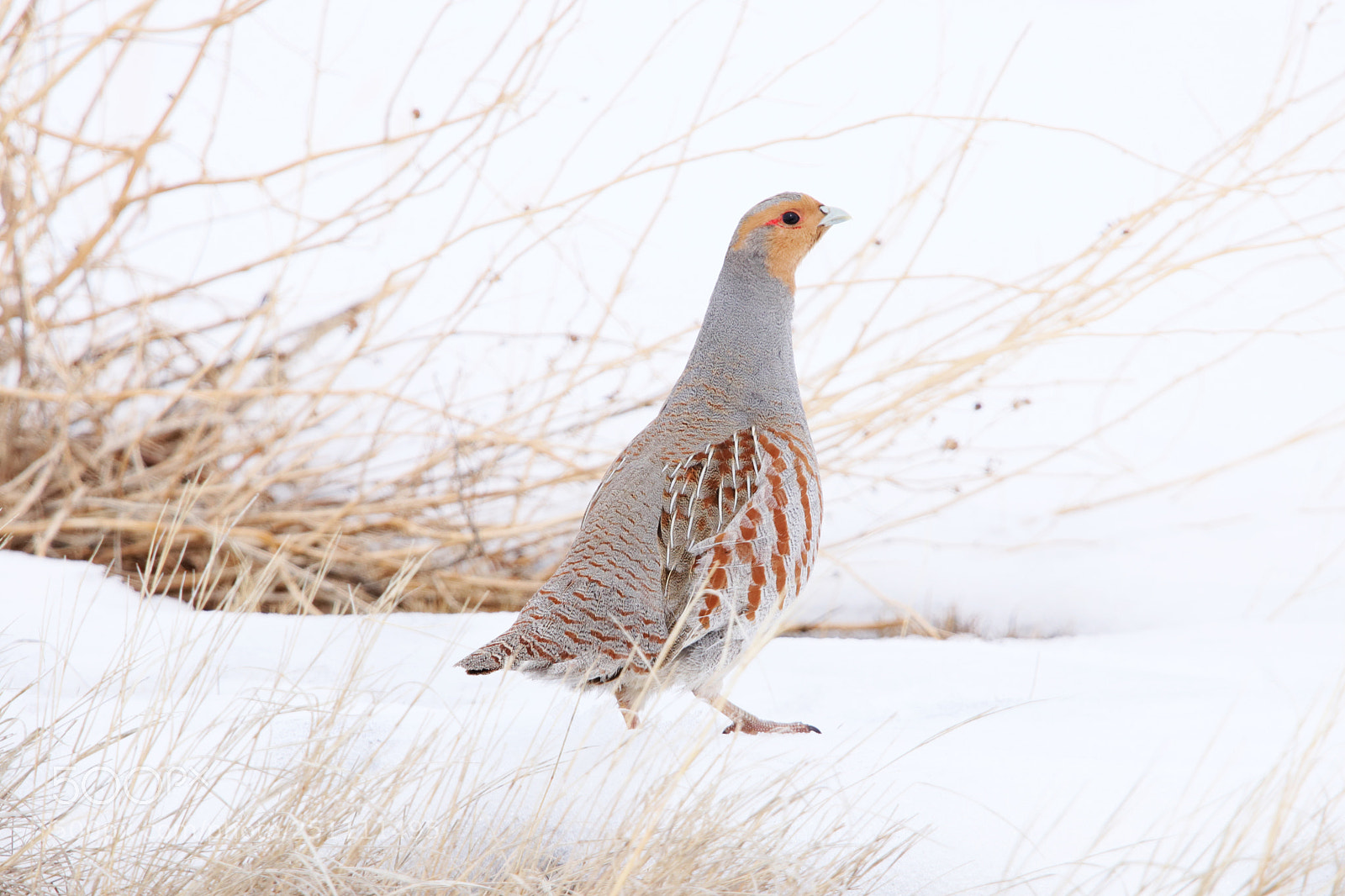 Canon EOS 80D sample photo. Grey partridge photography