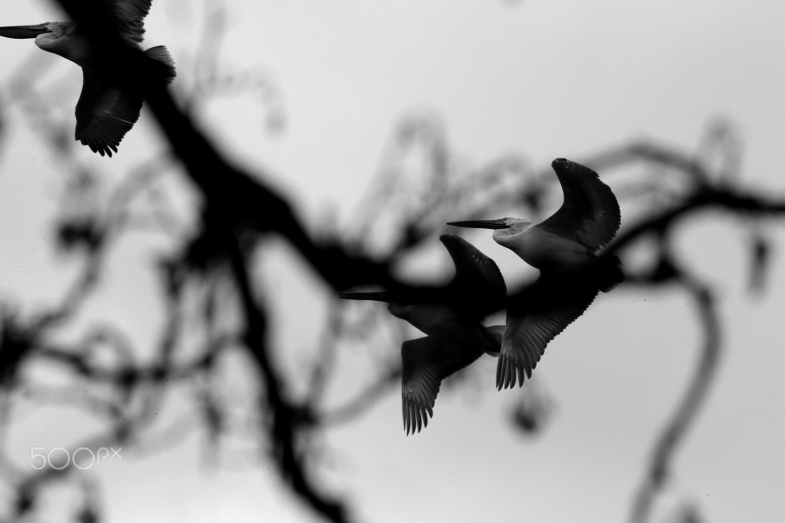 Canon EOS-1D X sample photo. Memories photography
