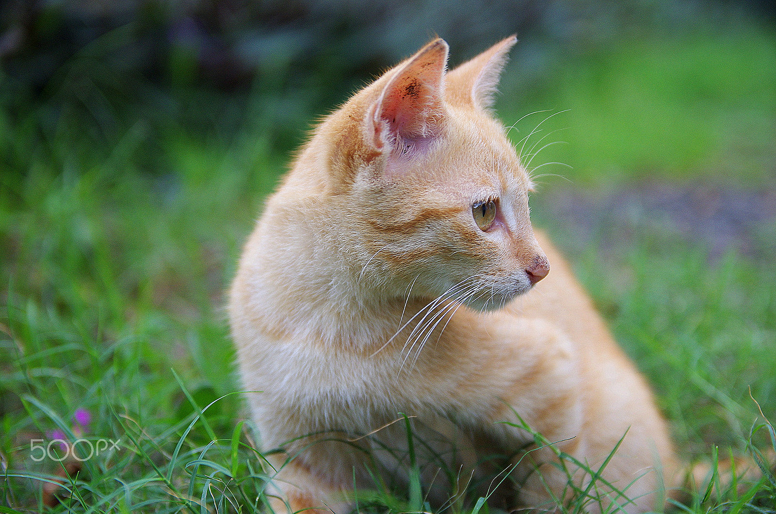 Pentax K-5 IIs + Sigma 17-50mm F2.8 EX DC HSM sample photo. My little world photography