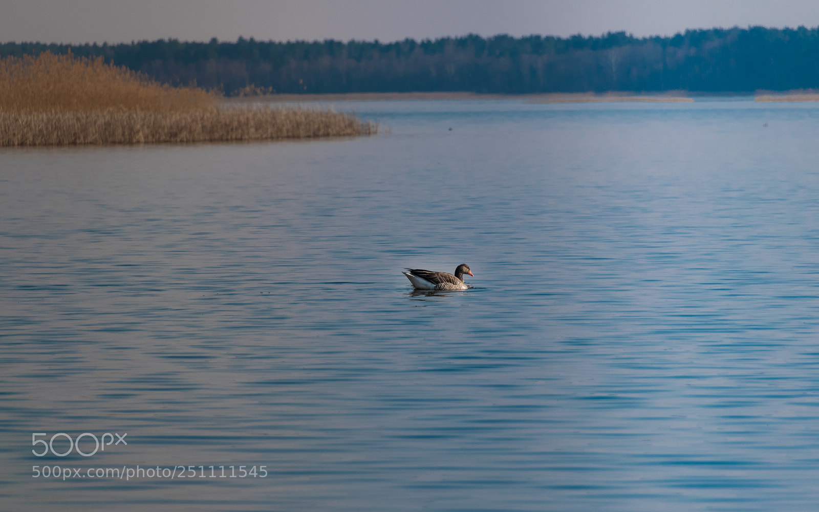 Nikon D3300 sample photo. Chillin how many birds photography