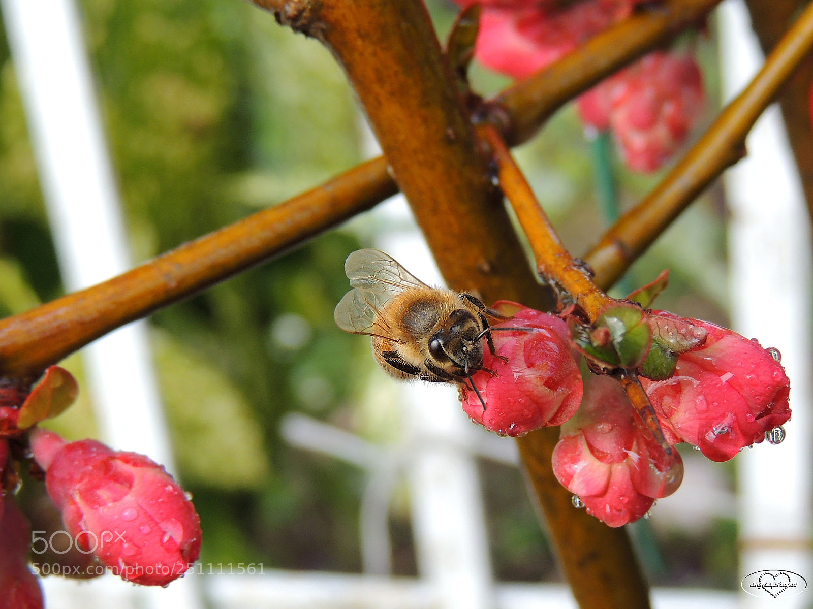 Nikon Coolpix P510 sample photo. Ape ha sete photography