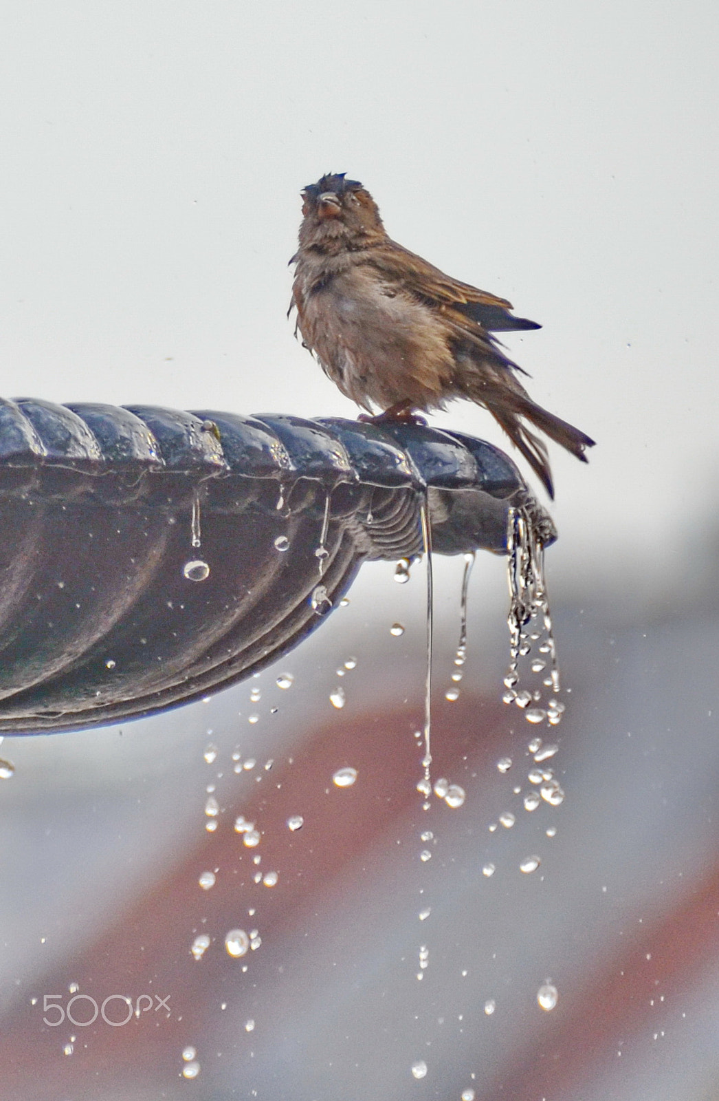 Nikon D7000 sample photo. Morning bath photography