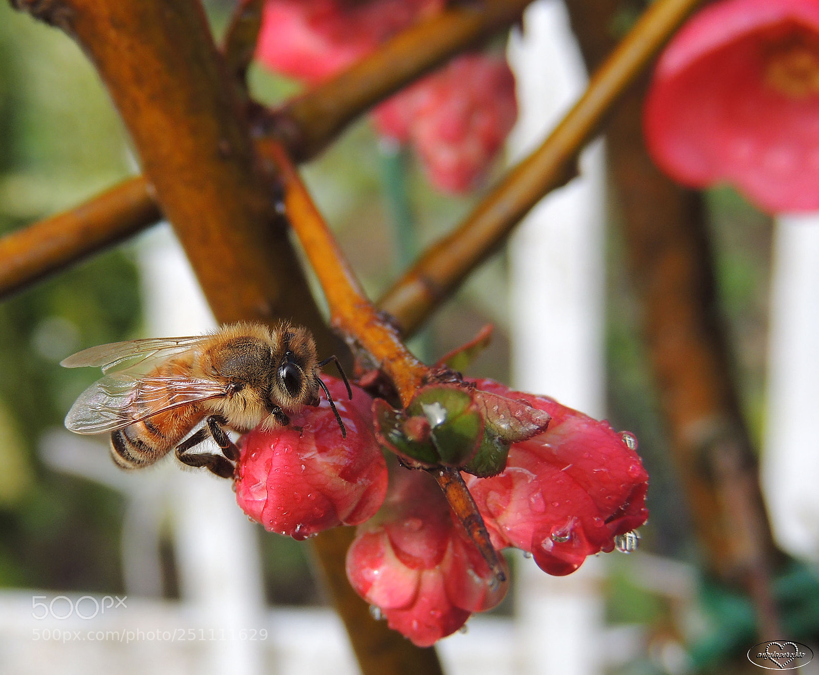 Nikon Coolpix P510 sample photo. Ape beve photography