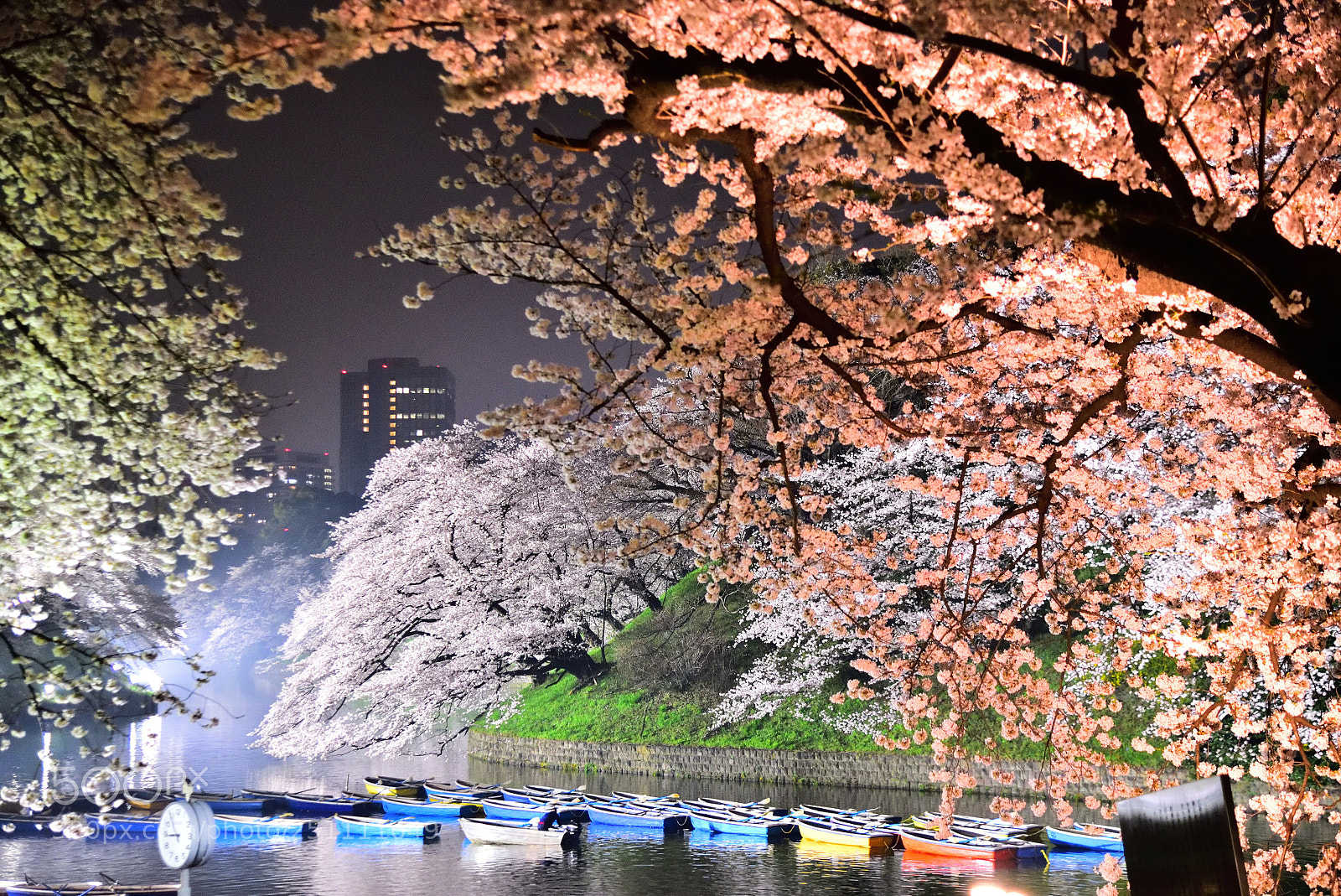 Nikon D750 sample photo. Cherry trees at night photography