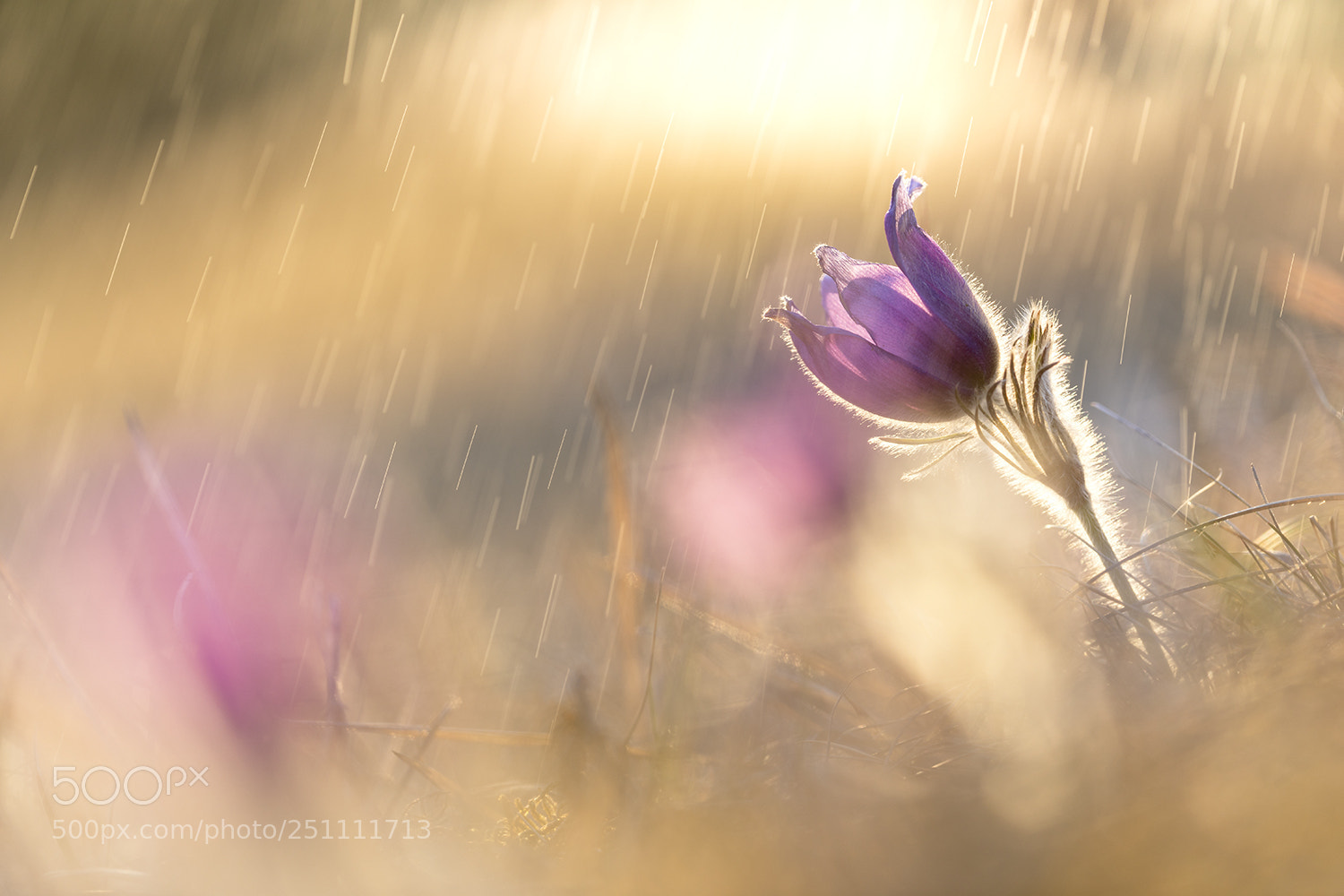 Canon EOS 5D Mark IV sample photo. Blume - regen photography