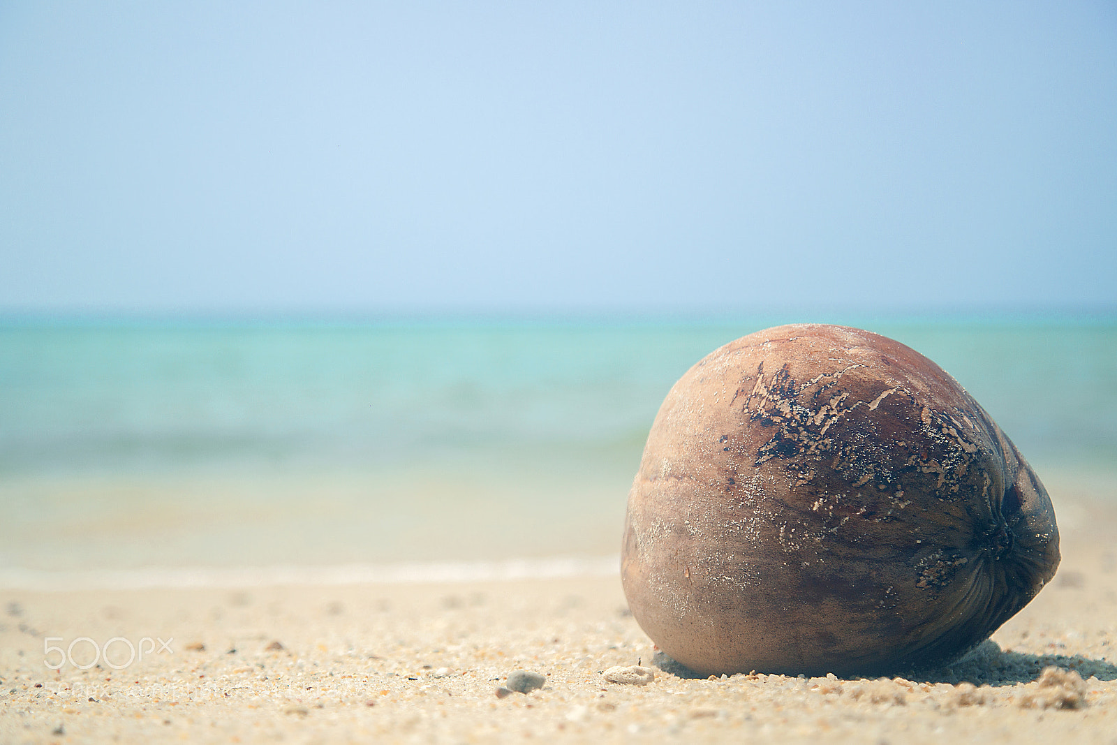 Canon EOS 5D Mark II sample photo. Old coconut photography