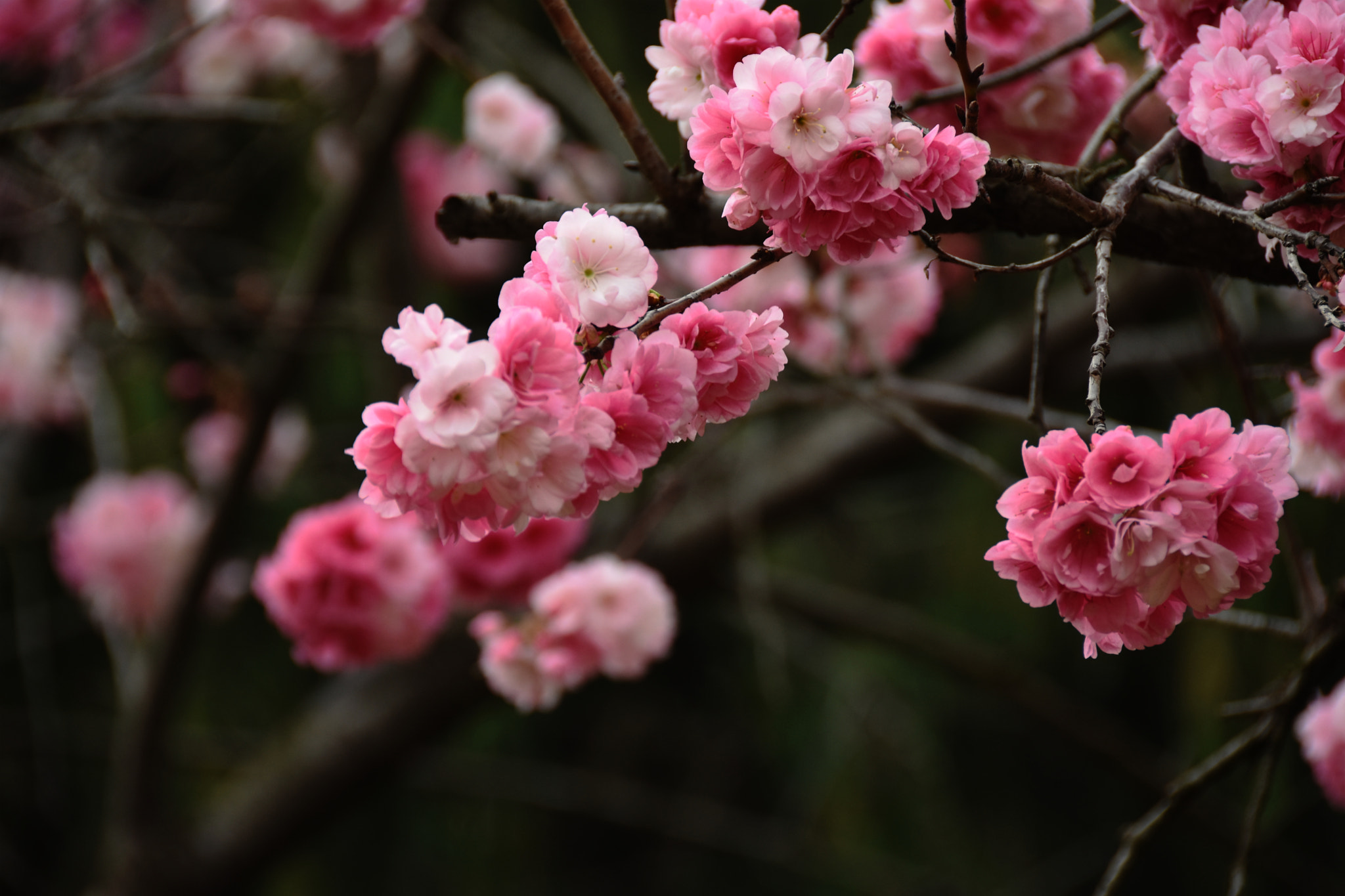 Nikon D7200 sample photo. A bit of spring---三角梅 photography
