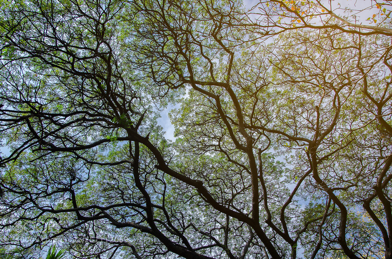 Nikon D7000 sample photo. Under tree branch with photography