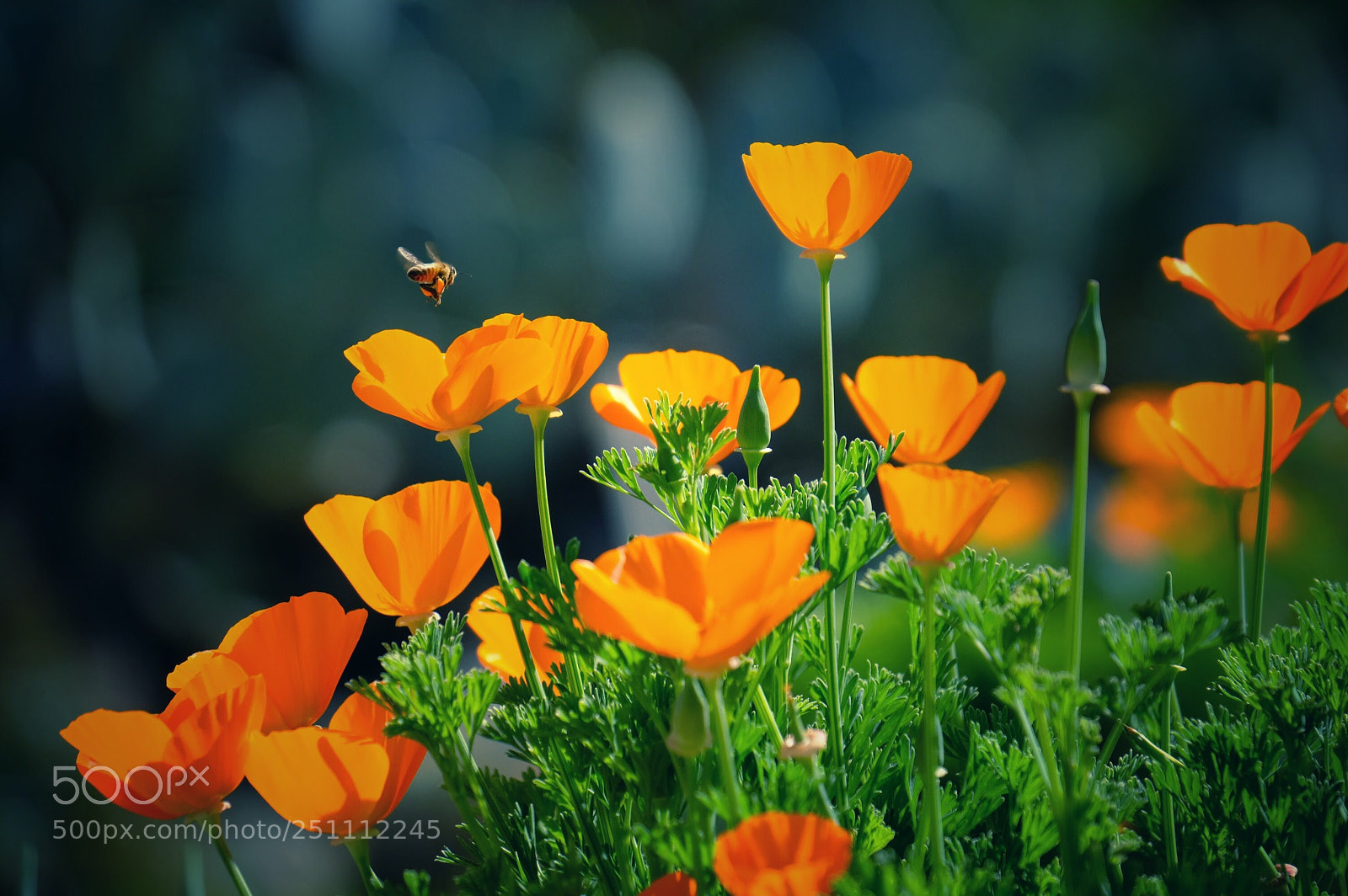Fujifilm X-T20 sample photo. Poppy time photography