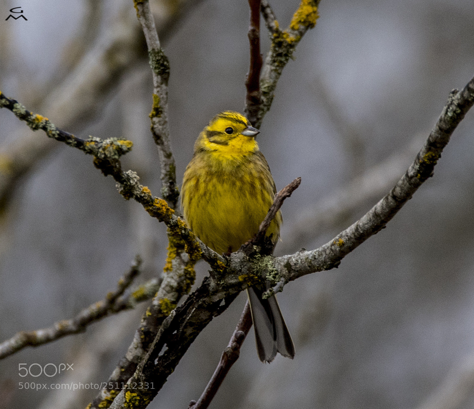 Nikon D5 sample photo. Yellow hammer - goldammer photography