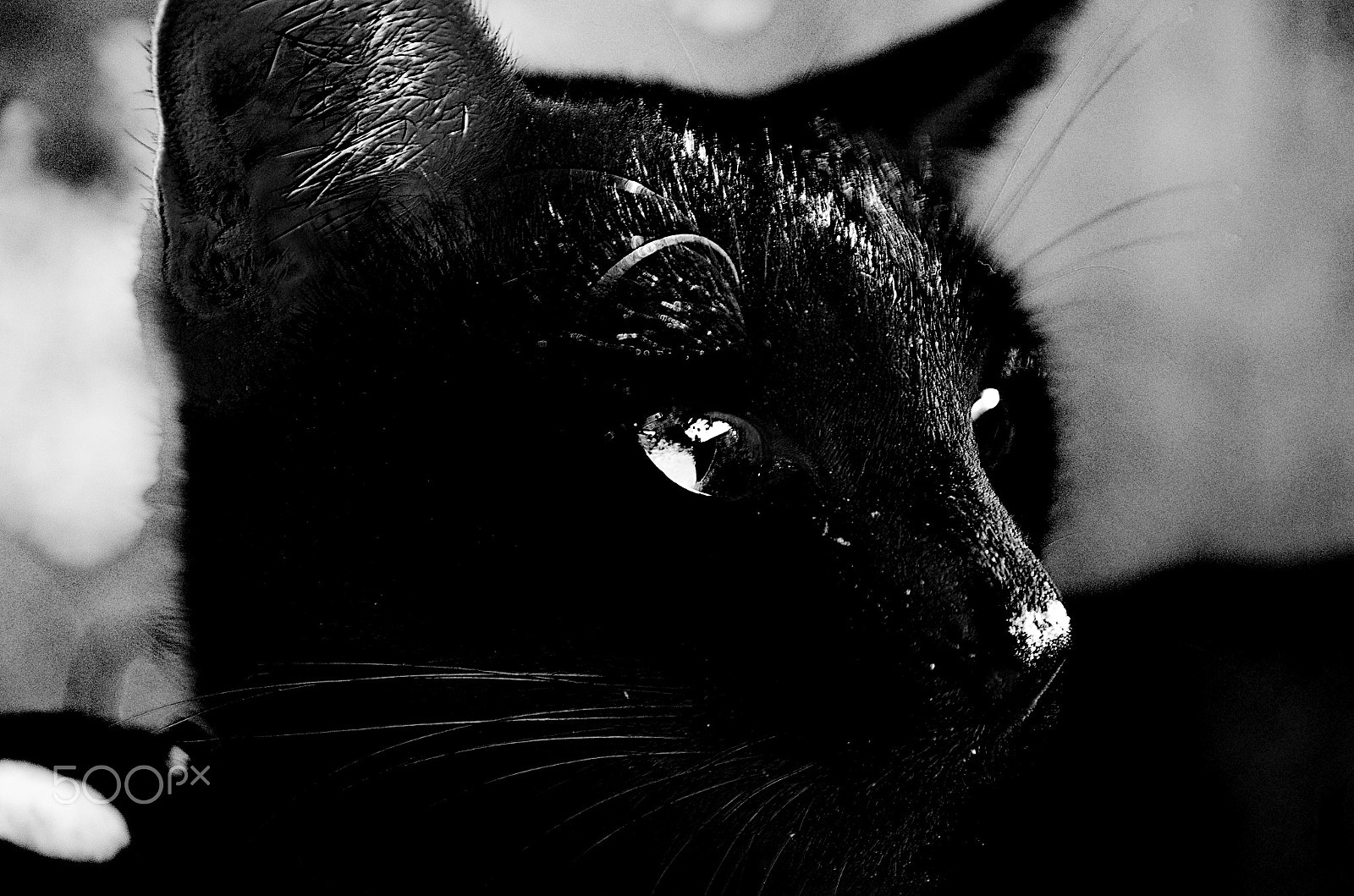 Pentax K-5 IIs sample photo. Black cat photography
