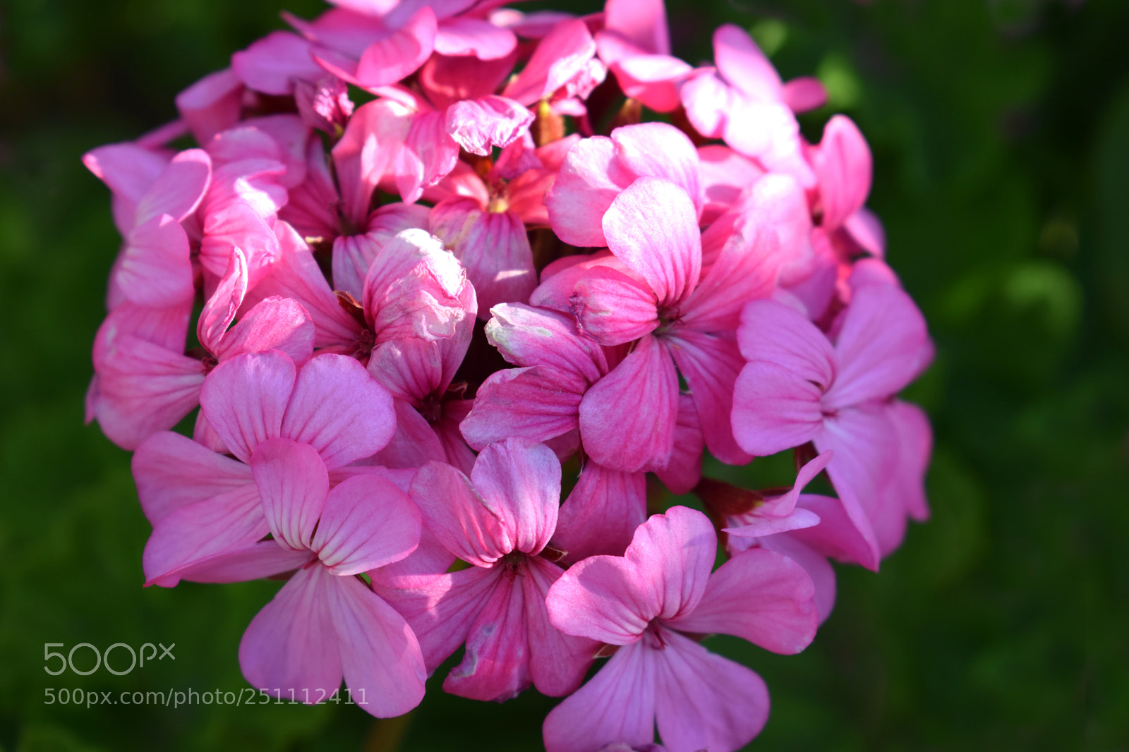 Nikon D5300 sample photo. Flower photography