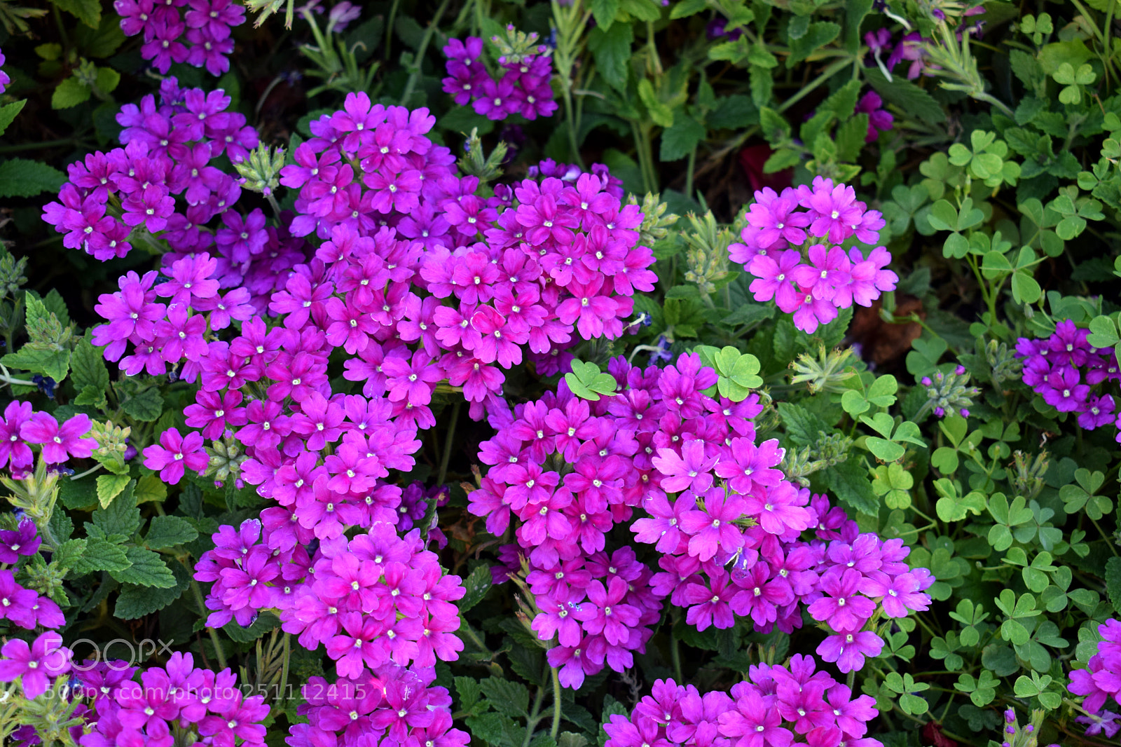 Nikon D5300 sample photo. Flower photography