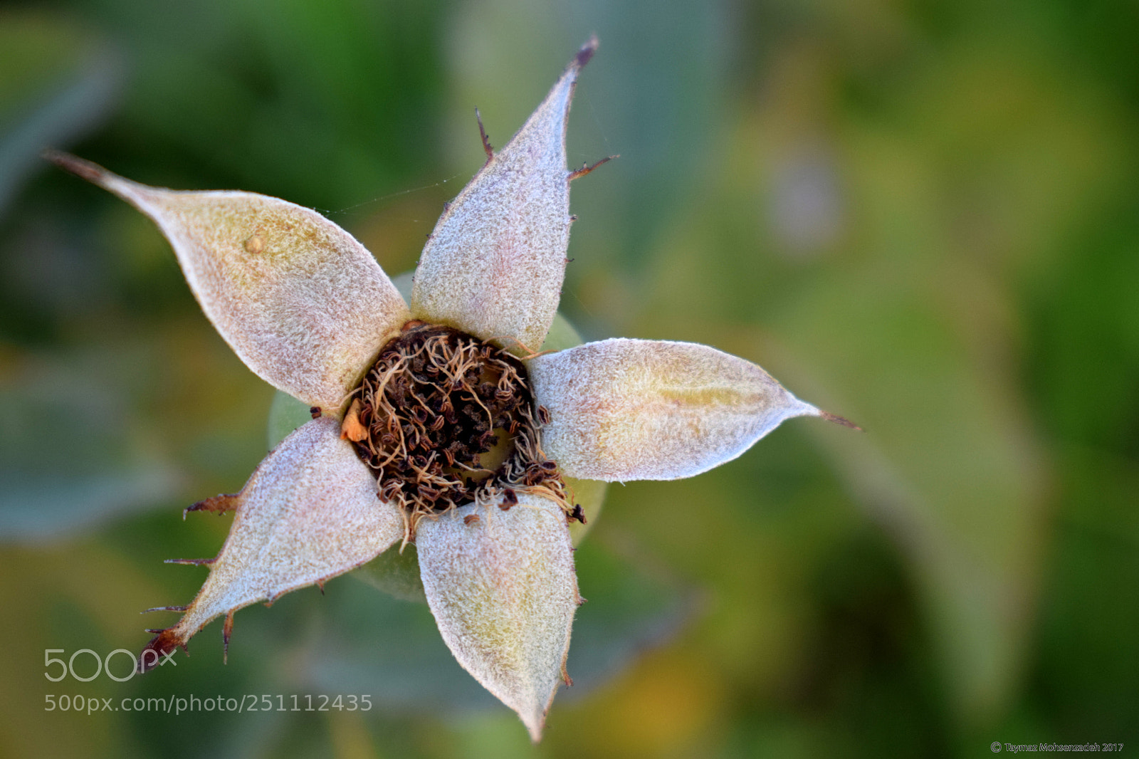 Nikon D5300 sample photo. Flower photography