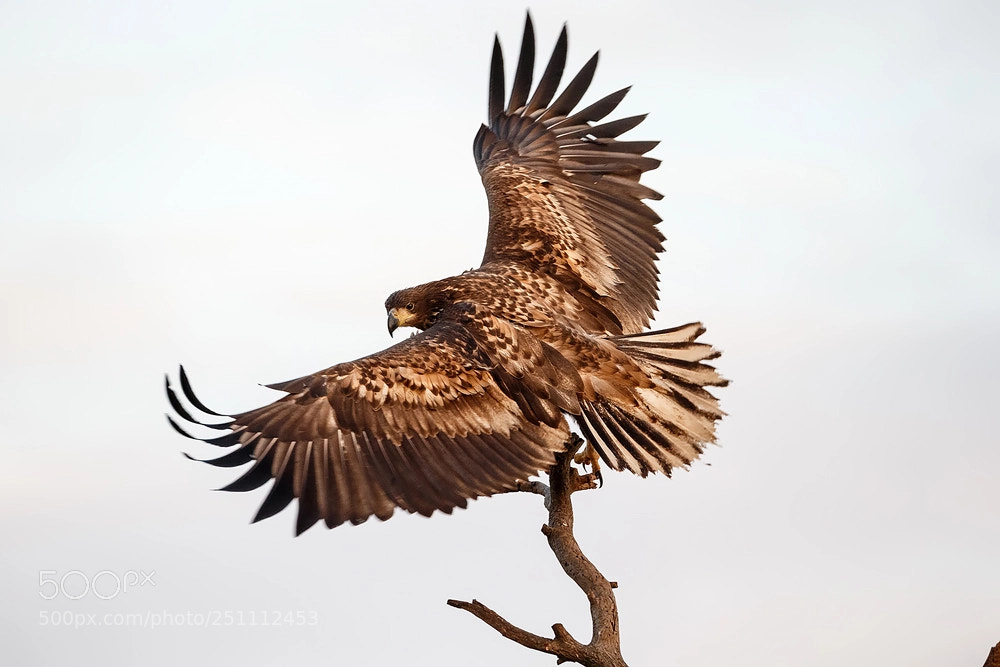 Canon EOS-1D X sample photo. Learning to fly... photography