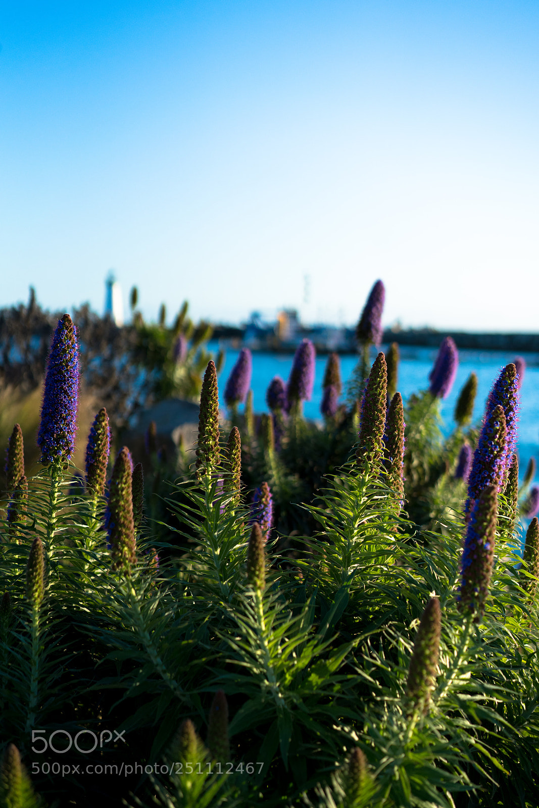 Sony a7R II sample photo. Sc photography