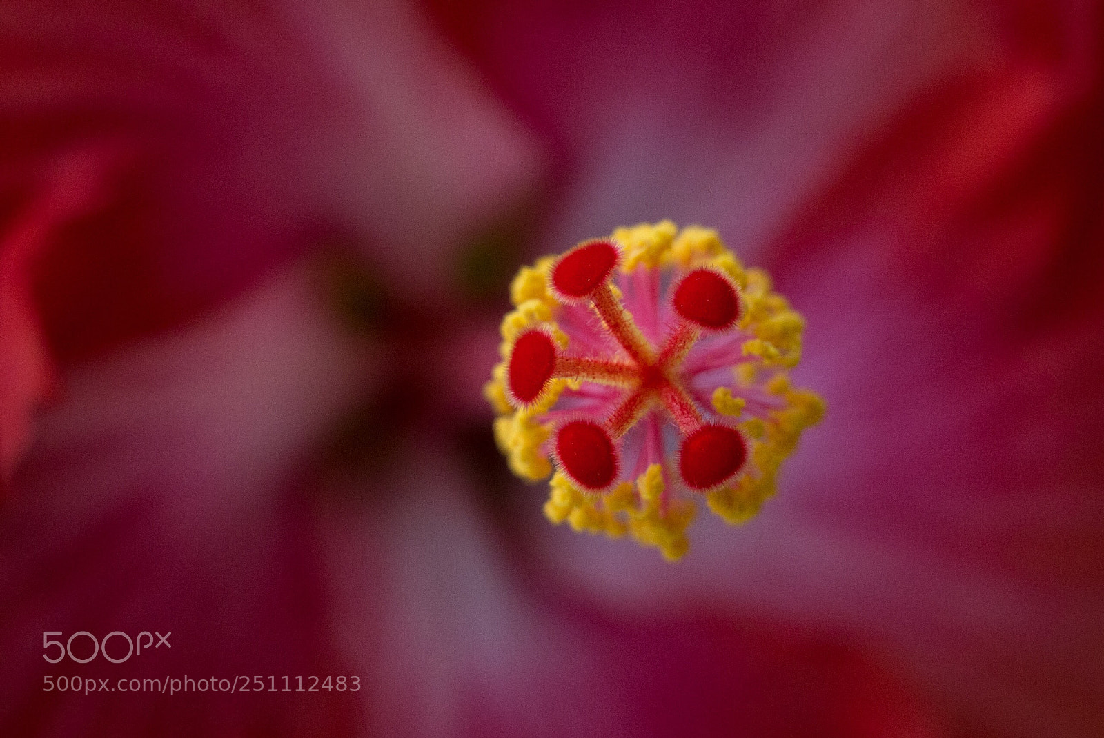 Canon EOS 70D sample photo. Hibiscus photography