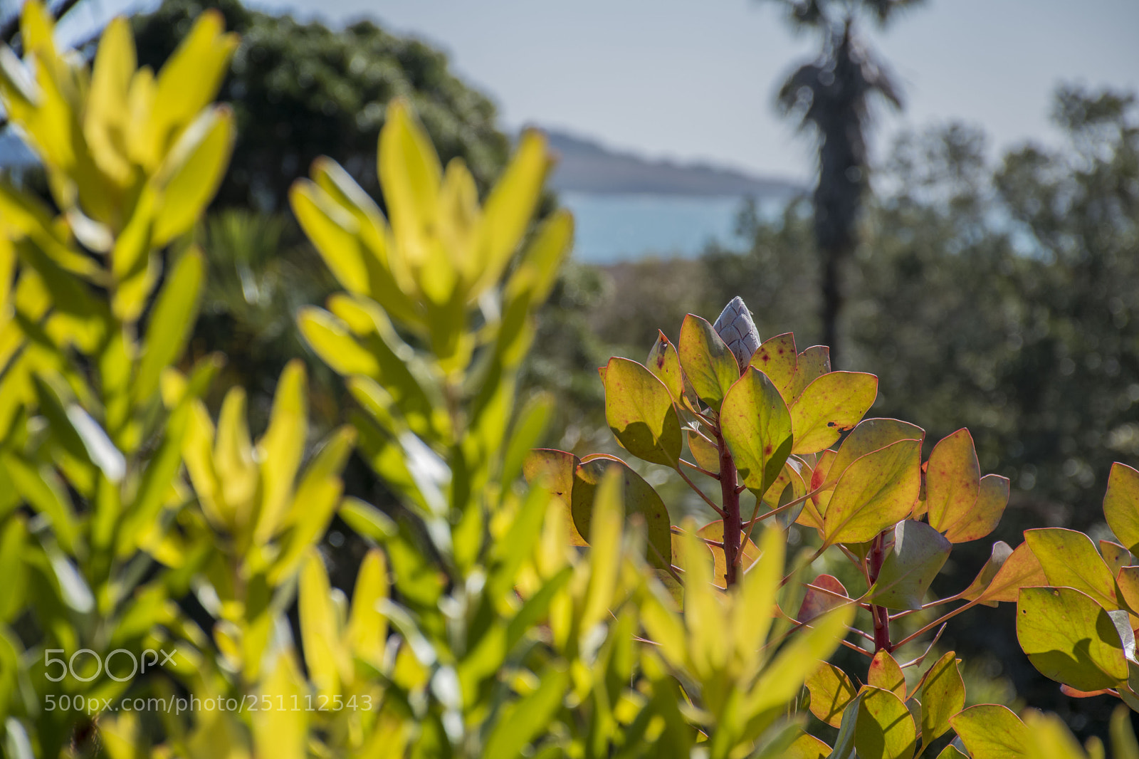 Nikon D5500 sample photo. Dsc photography