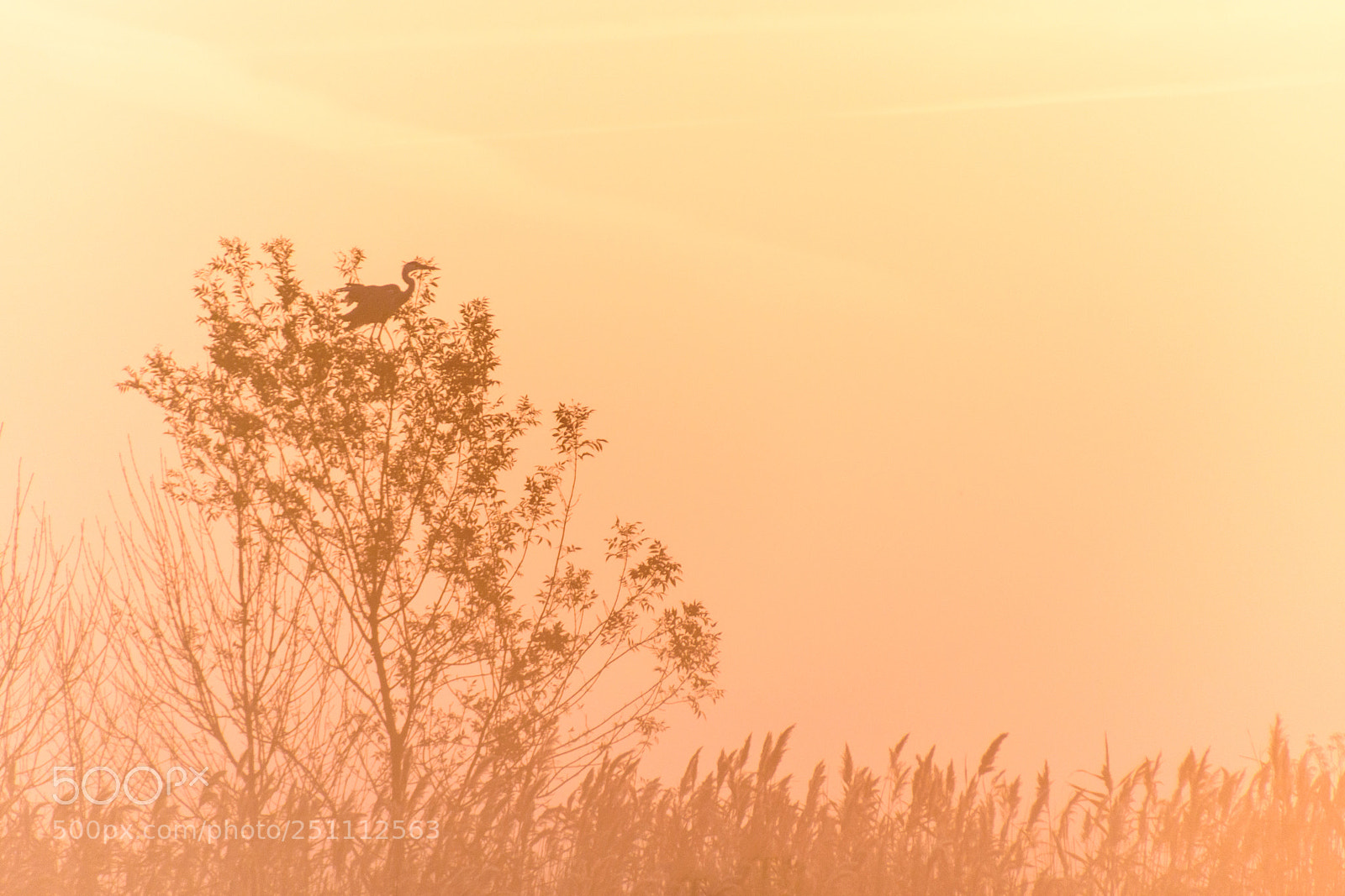 Nikon D5500 sample photo. Misty sunrise photography