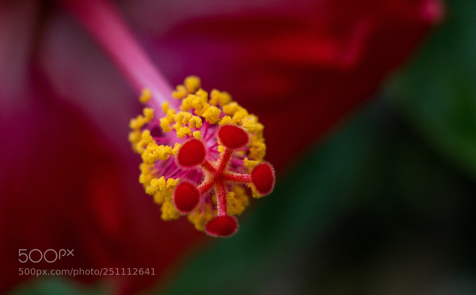 Canon EOS 70D sample photo. Hibiscus photography