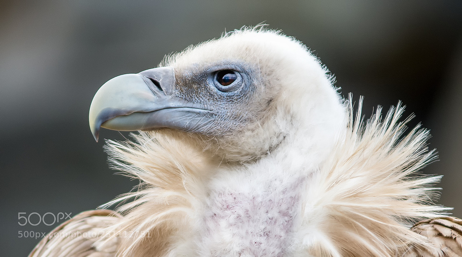 Nikon D7200 sample photo. Zum geier mit dem photography