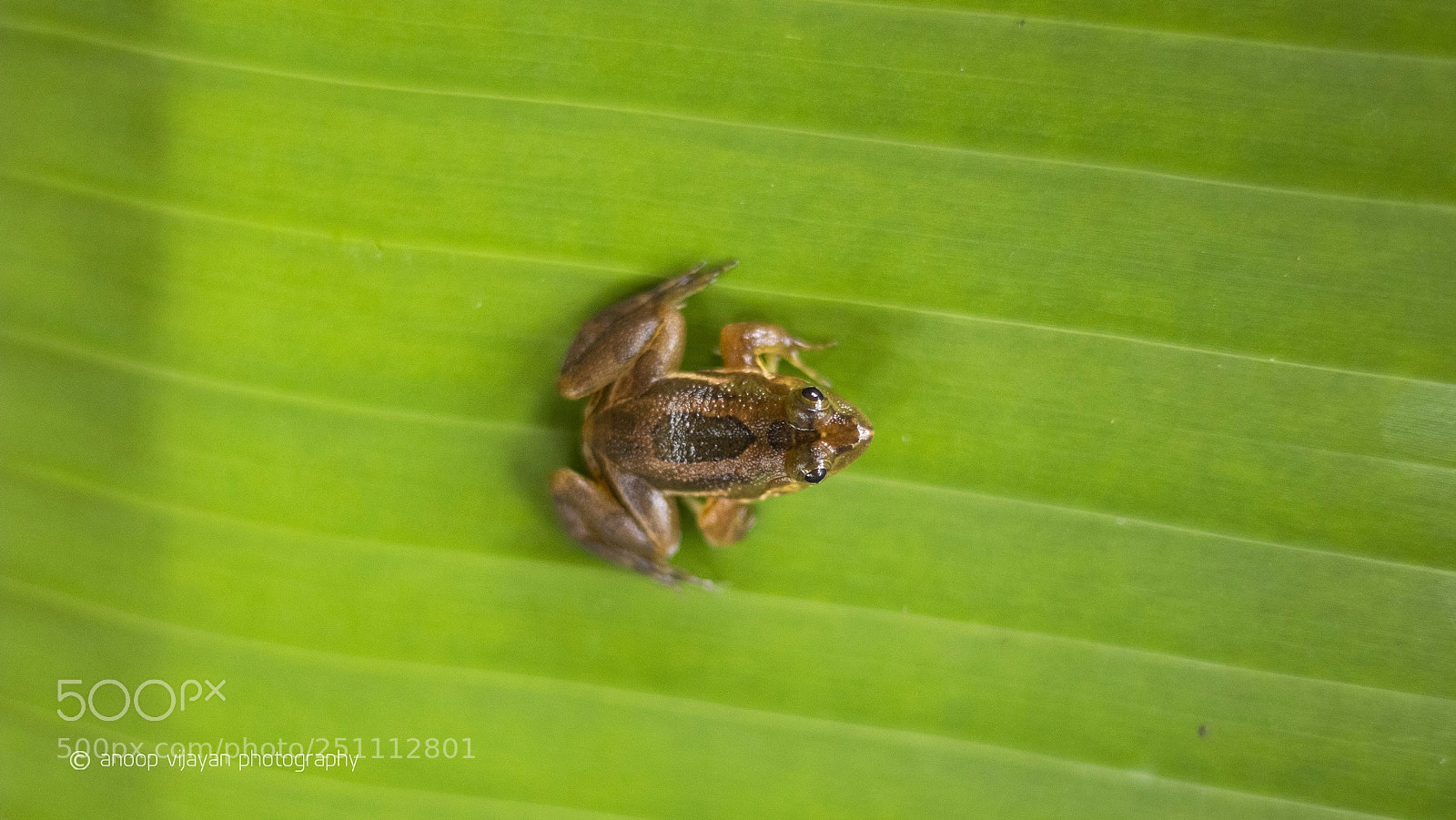 Canon EOS 80D sample photo. Skittering frog photography