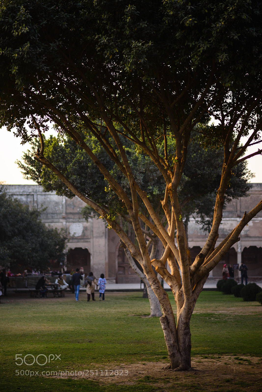 Nikon D610 sample photo. Tree in lahore fort photography