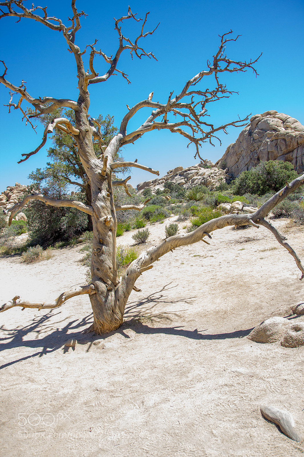 Canon EOS 600D (Rebel EOS T3i / EOS Kiss X5) sample photo. Joshua tree photography