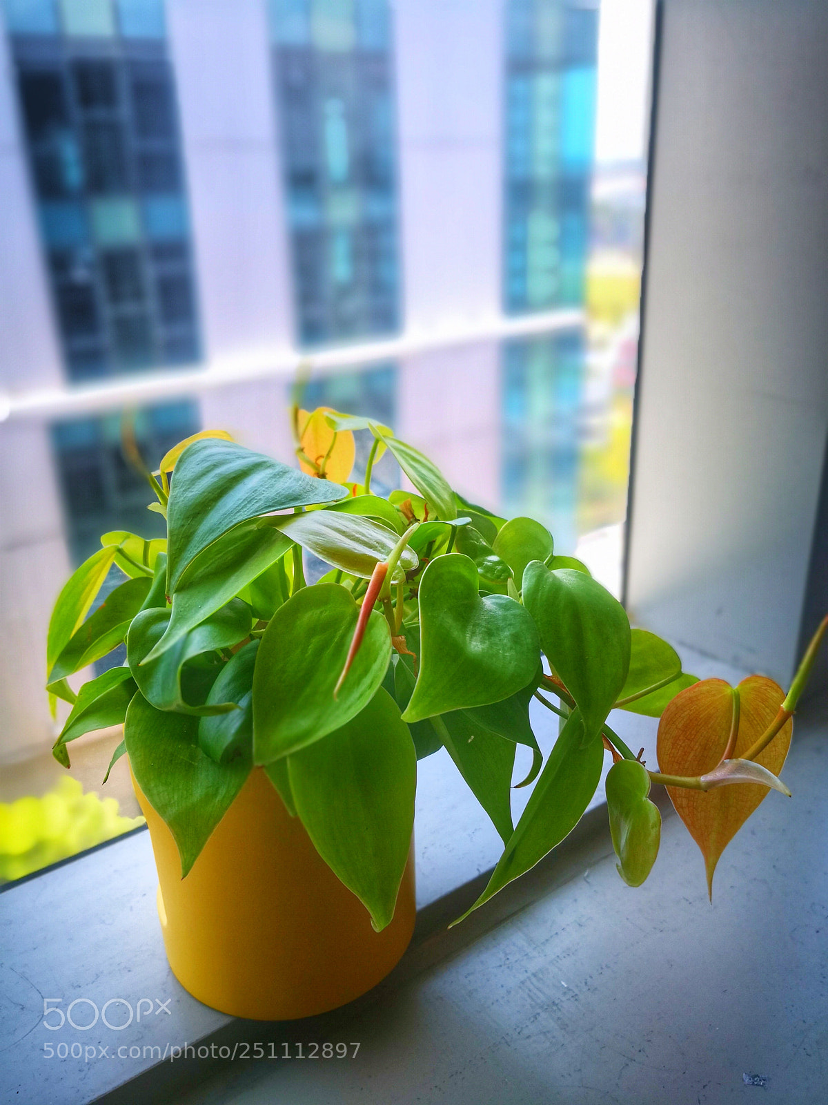 HUAWEI Mate 10 sample photo. 植物 photography
