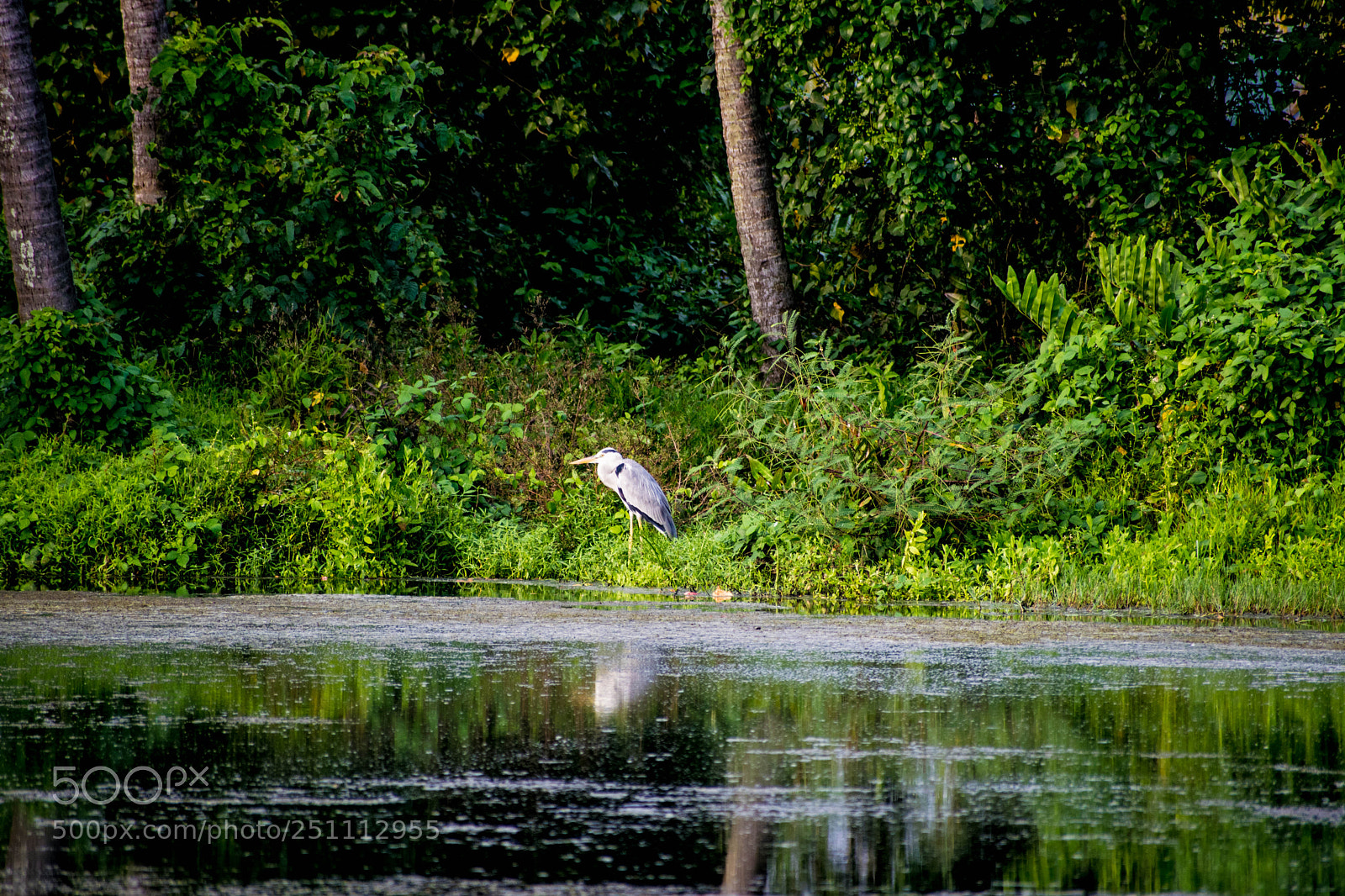Nikon D5300 sample photo. Bird (of ) photography