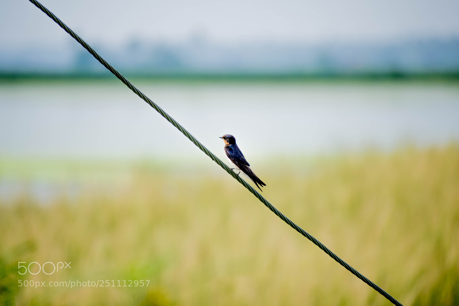 Nikon D5300 sample photo. Bird(of ) photography