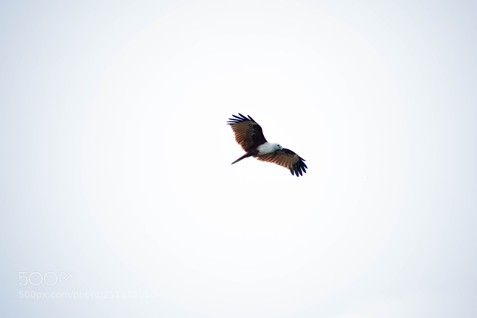 Nikon D5300 sample photo. Bird(of ) photography
