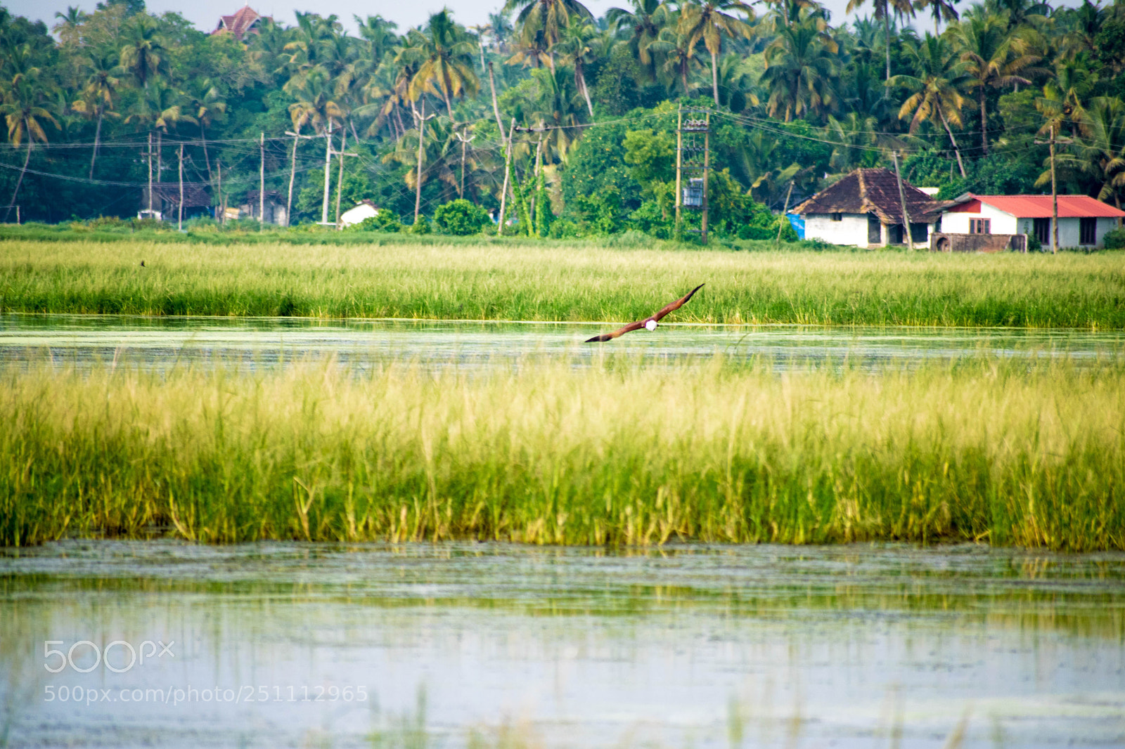 Nikon D5300 sample photo. Bird(of ) photography