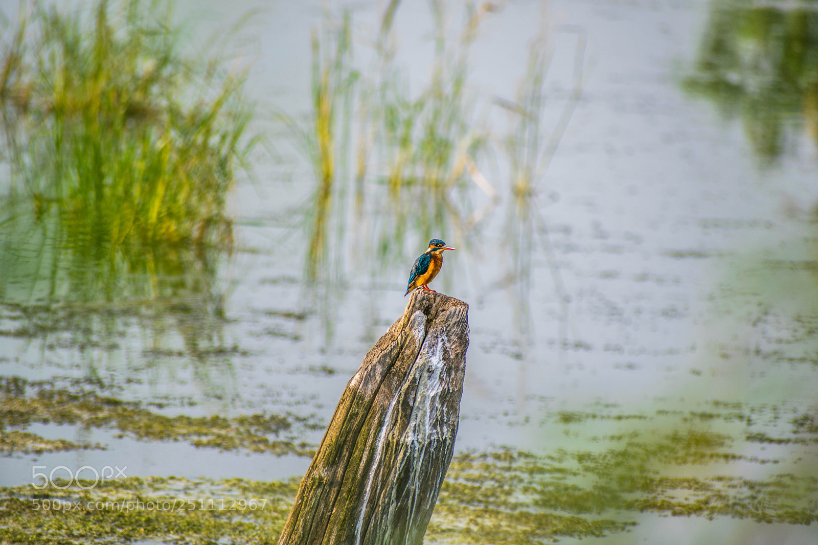 Nikon D5300 sample photo. Bird(of ) photography