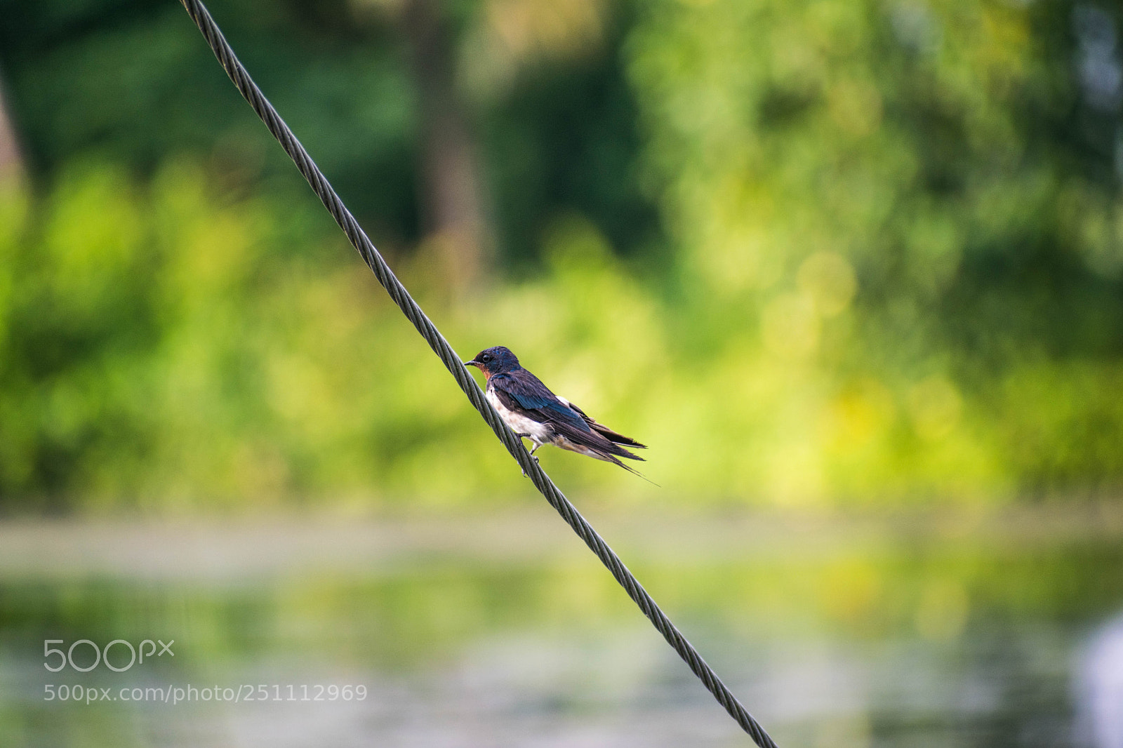 Nikon D5300 sample photo. Bird(of ) photography