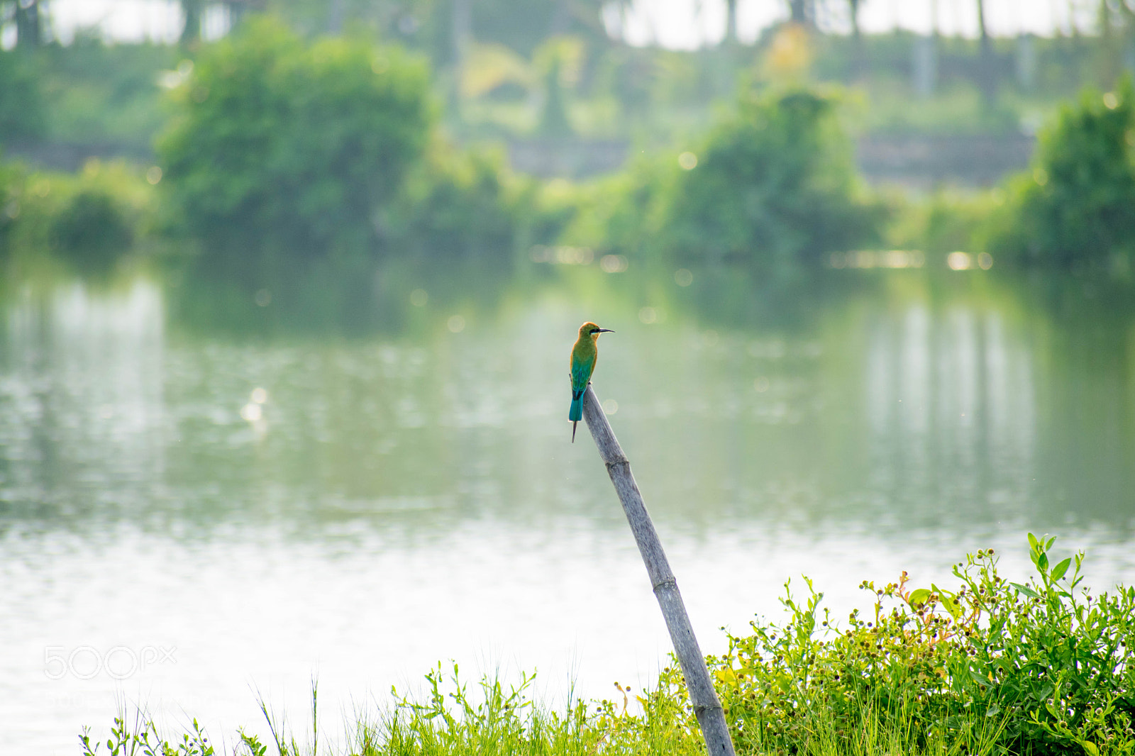 Nikon D5300 sample photo. Bird(of ) photography
