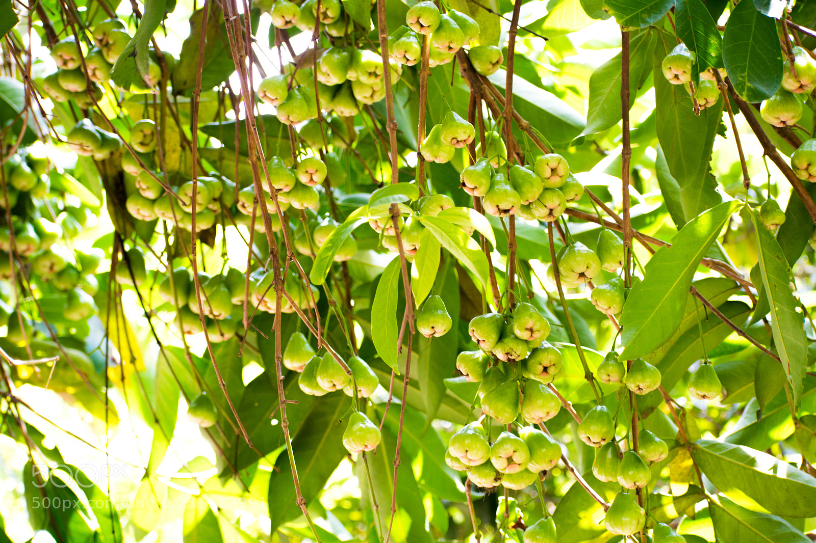 Nikon D5300 sample photo. Dsc_0017-1.jpg photography