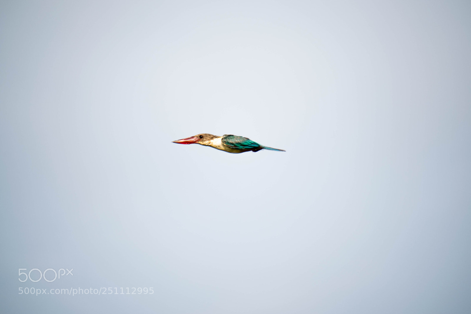 Nikon D5300 sample photo. Bird(of ) photography