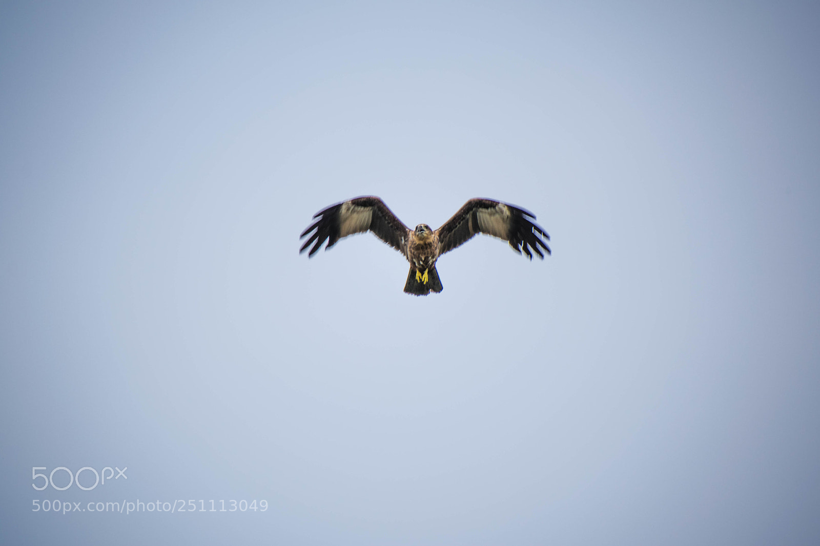 Nikon D5300 sample photo. Kite (of ) photography