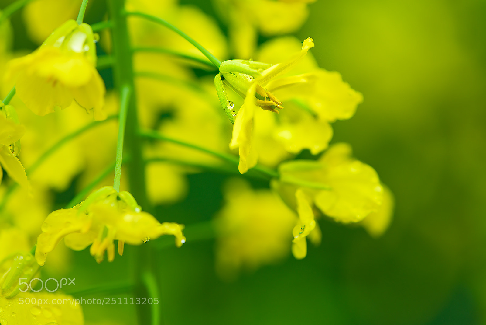 Nikon D810 sample photo. Flower in the morning photography